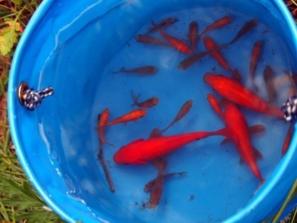 捕まえられた魚たち