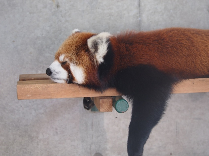 画像：暑さでうだるレッサーパンダ