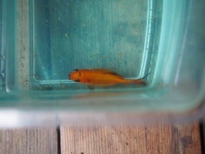 画像：腎腫大症にかかった金魚を上から見た