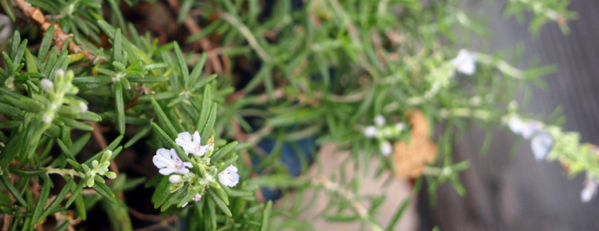 初めて咲いた、ローズマリーの花