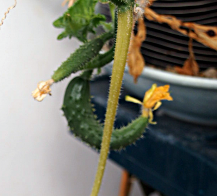 けなげなキュウリ