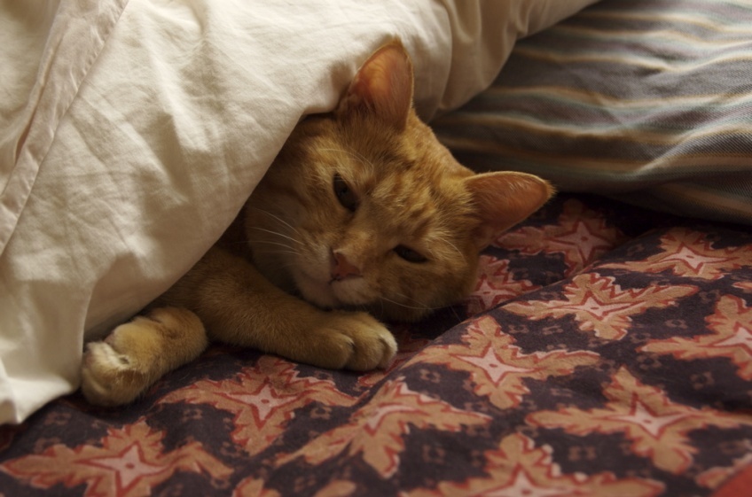 布団でぬくぬく！は秋冬限定！