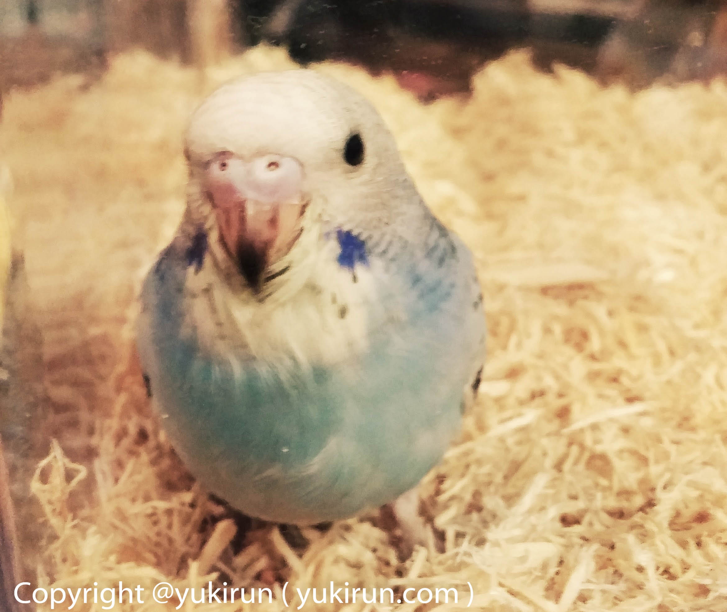 インコのすーちゃん