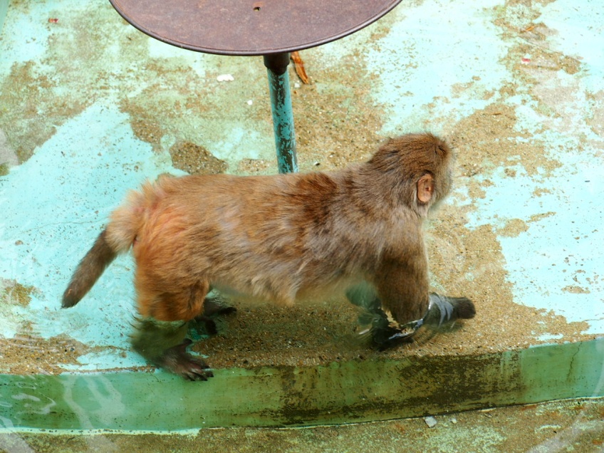 画像：日本猿は暑さに耐えかねて水の中へ