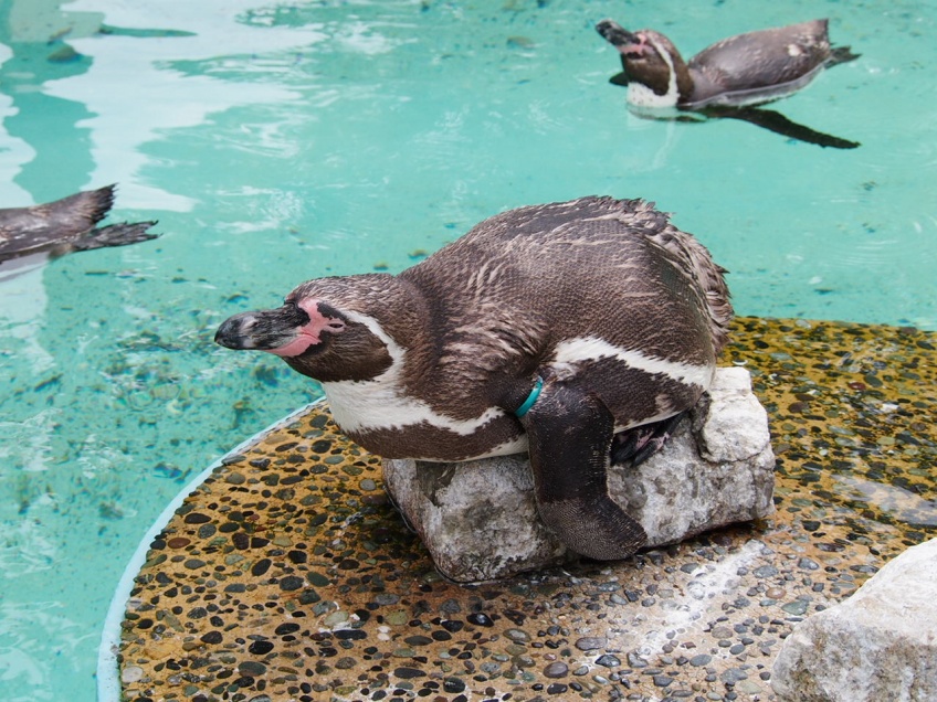 画像：ダレるペンギン