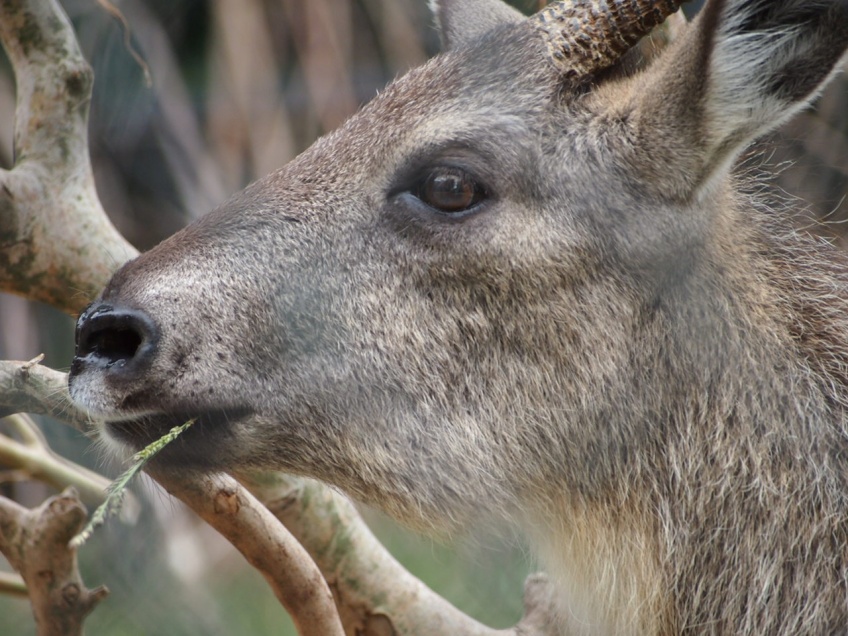画像：寂しがり屋のゴーラル