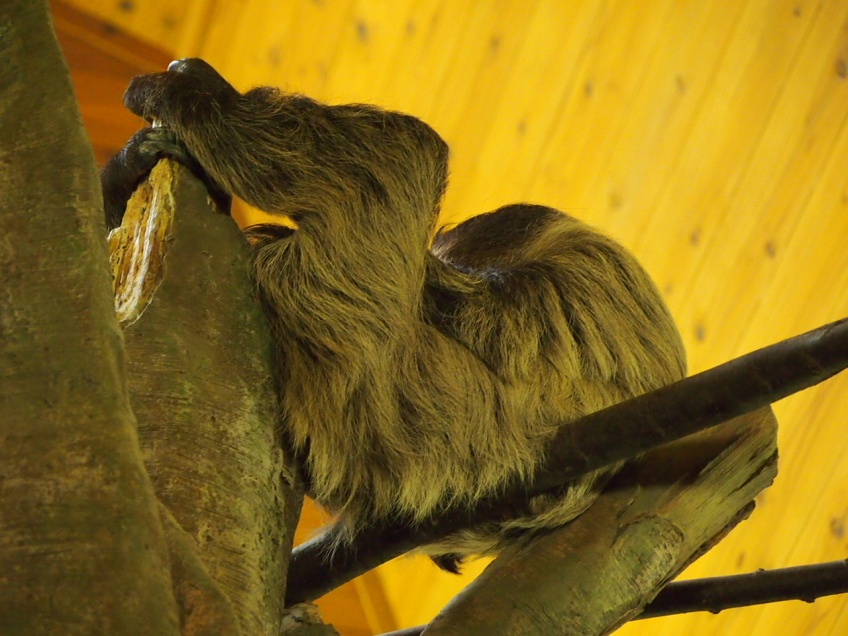 画像：ナマケモノはやっぱり怠け者