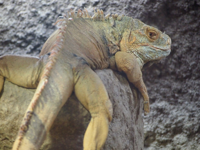 画像：流し目のイグアナ