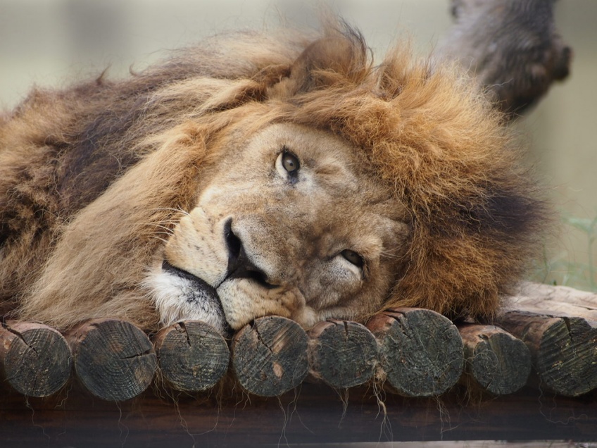 画像：うたた寝ライオン